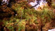 autumn leaves