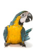 Blue and Gold Macaw