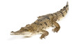 Fresh Water Crocodile