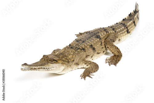 Photo: Fresh Water Crocodile Fresh Water Crocodile