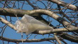 Plastic Bag in a Tree
