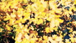 autumn leaves