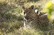 Leopard licking lips III