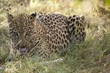 Leopard licking lips II