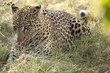 Leopard licking lips I