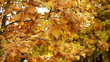autumn leaves