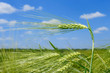 Barley spikelets
