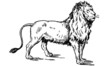 Lion Lion