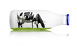 Kuhmilch