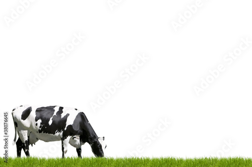 Photo: Milchkuh Milchkuh