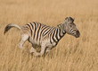 Galloping Burchell's zebra