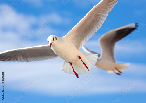 Photo: Seagull Seagull