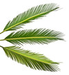 palm leaves