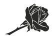 Rose 34s