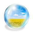 oilseed bubble