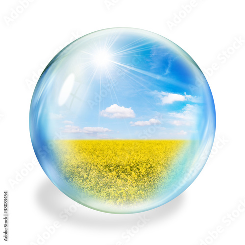 Foto: oilseed bubble oilseed bubble