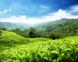 Tea plantation Cameron highlands, Malaysia