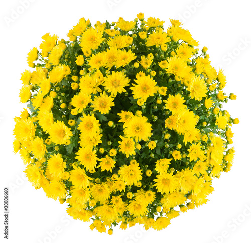 Photo: Chrysanthemum Chrysanthemum