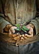 Foto: Man hands holding a green young plant Man hands holding a green young plant