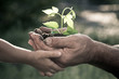 Hands of elderly man and baby holding a plant