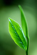 Foto: Tea Leaf Tea Leaf