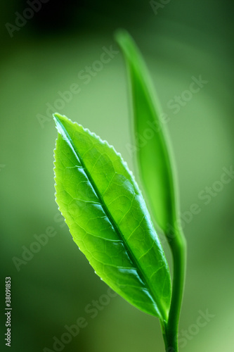 Photo: Tea Leaf Tea Leaf