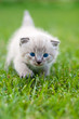 White kitten on the grass.