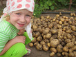 The child with the collected crop of a potato The child with the collected crop of a potato