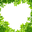 Green Leaves in heart shape on white background