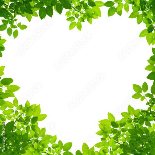 Photo: Green Leaves in heart shape on white background Green Leaves in heart shape on white background