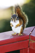 Photo: Red squirrel on railing Red squirrel on railing
