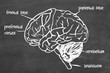 human brain
