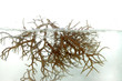 fresh brown seaweed in the water