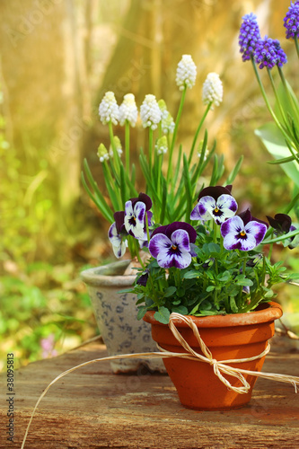 Foto: Frühling im Garten Frühling im Garten