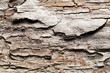 Wooden background