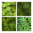 vert, verdure, jardins, jardinage, plante, plantation