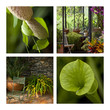 serre, serres, véranda, jardin, planter, maison, plante