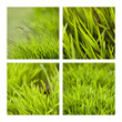 herbe, herbes, pelouse, gazon, vert, jardin, parc, végétal