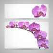 Orchid flower vector template