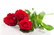 Drei rote Rosen