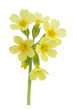 Flower european primrose- Primula veris
