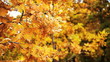 autumn leaves