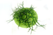 fresh green seaweed on a green plate