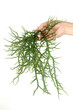 hand holding fresh green seaweed