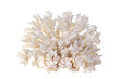 sea coral