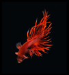 Siamese fighting fish, Betta fish on black background