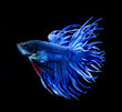 betta fish, siamese fighting fish on black background