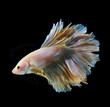 betta fish, siamese fighting fish on black background