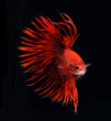 Foto: Siamese fighting fish, Betta fish on black background Siamese fighting fish, Betta fish on black background