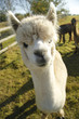 Alpaca